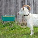 Goat Mineral Feeder The Ultimate Hanging Feeder for Goats, Sheep, and Poultry - Image 7