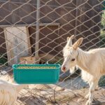 Goat Mineral Feeder The Ultimate Hanging Feeder for Goats, Sheep, and Poultry - Image 6