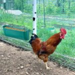 Goat Mineral Feeder The Ultimate Hanging Feeder for Goats, Sheep, and Poultry - Image 2